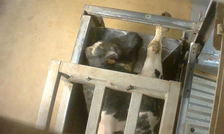 Een koe probeert uit de slachtbox te ontsnappen. Beeld Foto Animal Rights