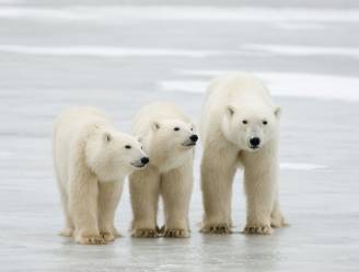 IJsberen mogelijk uitgestorven tegen 2100