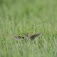 Akkerrand helpt vogel onvoldoende