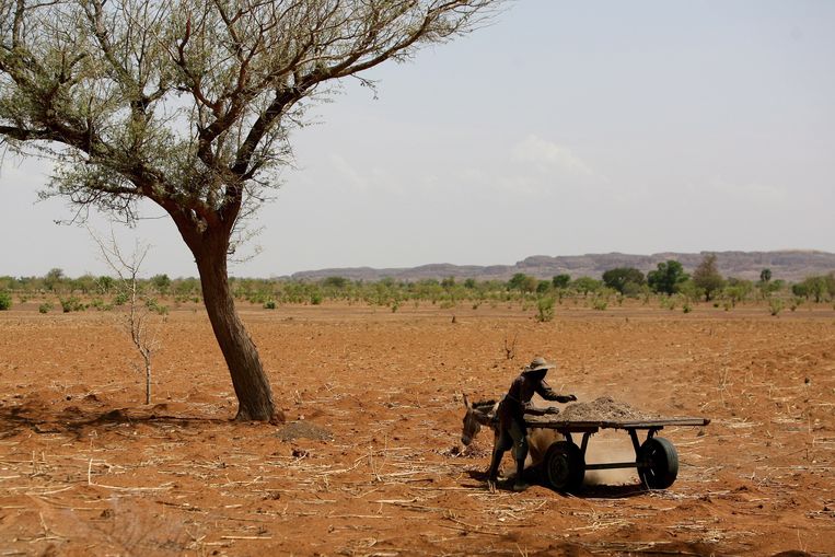 In Mali, twee keer zo groot als Frankrijk, neemt de verwoestijning enorm toe.  Beeld EPA