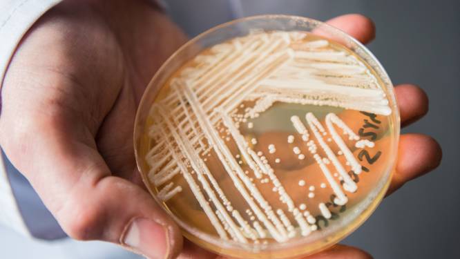 Wat is de potentieel dodelijke Candida auris-schimmel en hoe loop je 'm op?