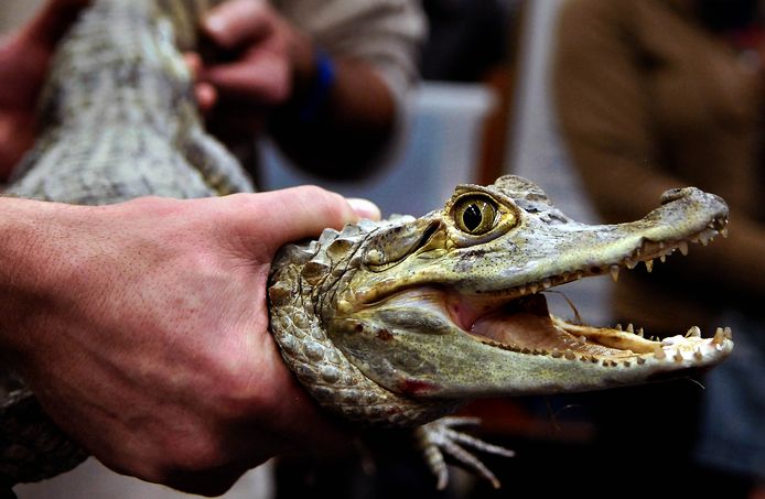 Dierenbeschermers willen verbod op reptielenbeurs in Houten ‘Kan in