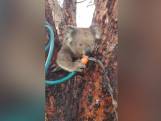 Cet énième koala assoiffé boit tout seul au tuyau d'arrosage
