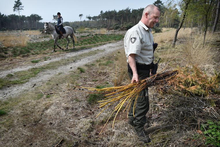 Boswachter Sjaak Smits vindt gedumpt snoeiafval in een natuurgebied. Beeld Marcel van den Bergh