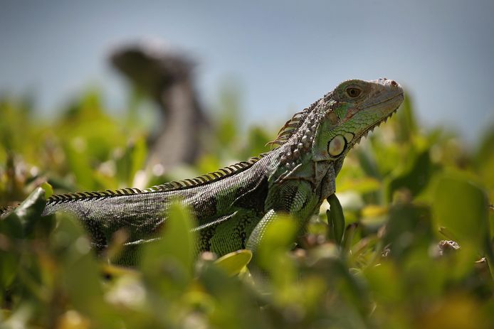 Onderzoekers van de universiteit van Florida slaan de reptielen met hun kop tegen een hard voorwerp, zoals een steen: 'De meest humane manier om ze te doden'.