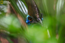 A cassowary peers through foliage in northeast Queensland, Australia.