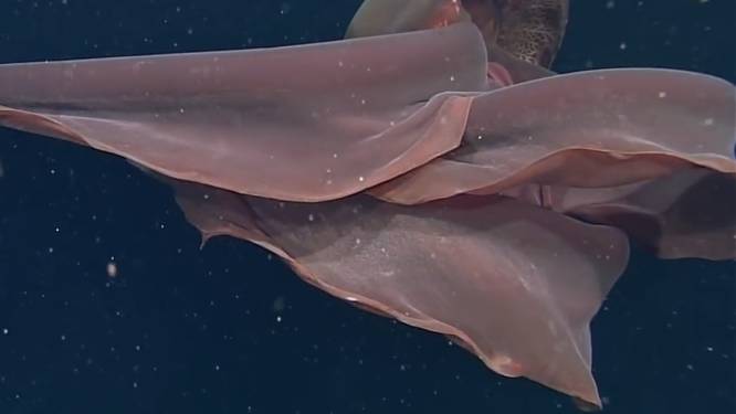 Une incroyable méduse fantôme géante de 10 mètres de long