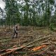 'We zagen dat de bomen niet lekker in het blad zaten'