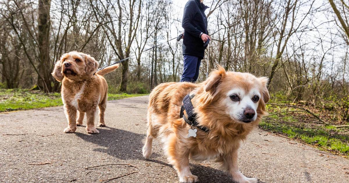 Pas maar op handhaver kan nu op deze plekken boete uitdelen voor niet aanlijnen hond