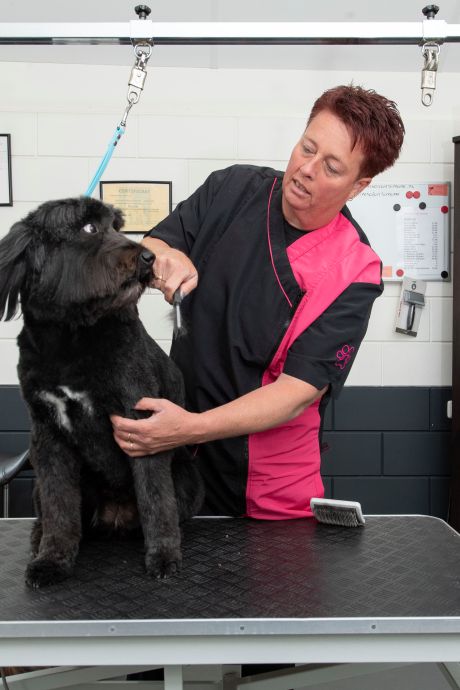 Hondentrimsalons in Twente alarmeren: ‘Populaire labradoodle heeft meer zorg nodig’