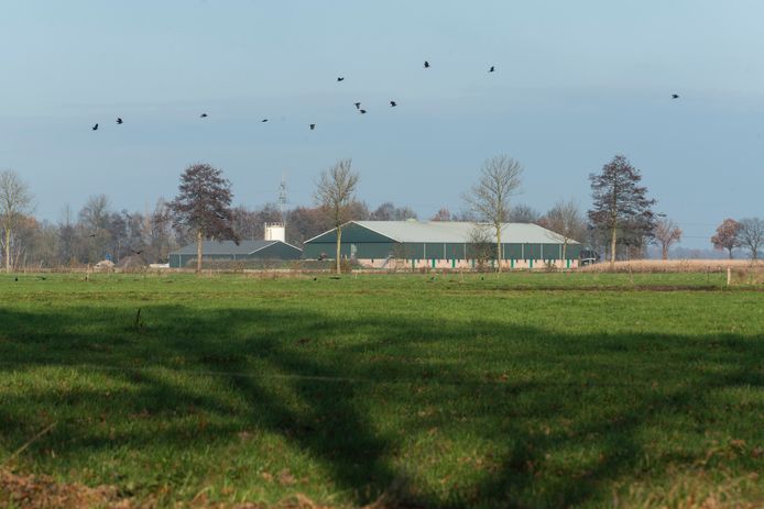 De huidige varkenshouderij aan de Schout Doddestraat 60. Maatschap Dekker wil er een megastal bouwen voor ruimt 16.000 varkens en biggen.