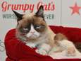 Internetfenomeen Grumpy Cat overleden