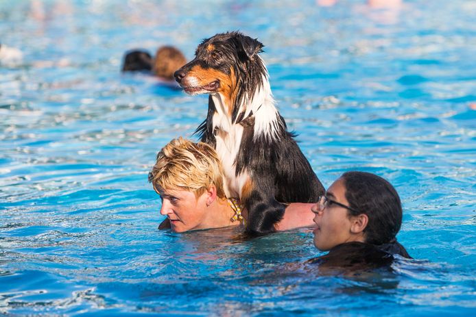 Bij het afscheid van het zwembad, vorig jaar augustus: vrij zwemmen met honden.