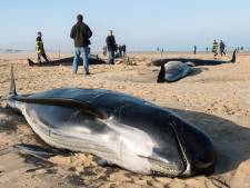 Un troupeau de dix baleines s'échoue sur une plage de Calais