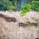 In dit stuk van de Braziliaanse Pantanal is het niet moeilijk om jaguars te spotten