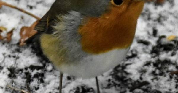 Wakker worden in een witte wereld: app ons je sneeuwplaatjes - De Stentor