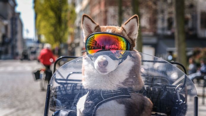 De husky blijft altijd netjes zitten.