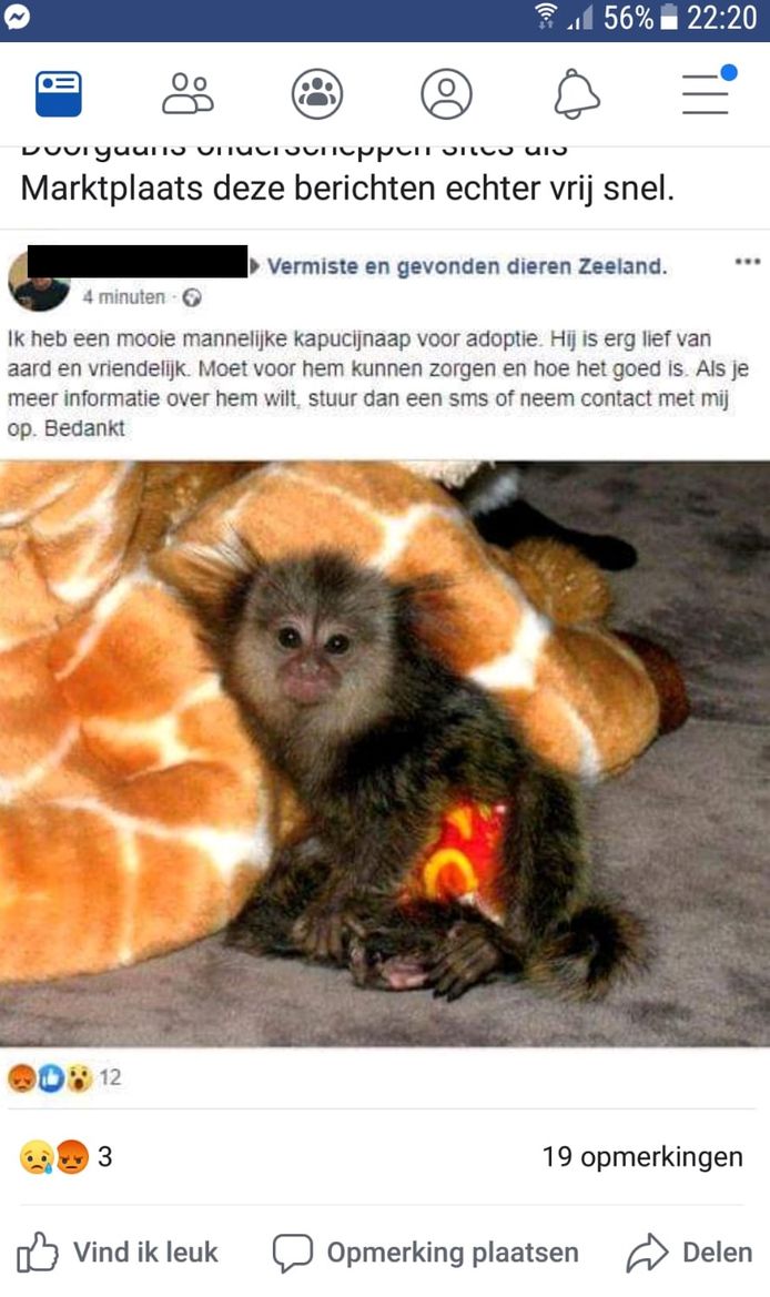 Lauw onderpand evalueren Oplichters bieden aap te koop aan in Zeeland | Zeeland | AD.nl