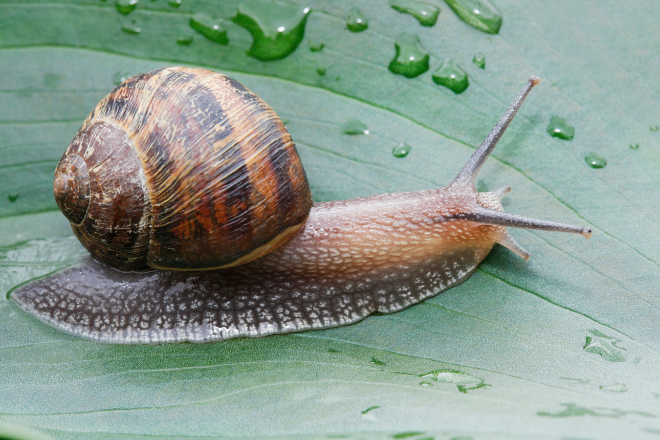 Покажи фото улитки. Улитка Priotrohatella stellata. Панцирь виноградной улитки. Улитка ахатина. Австралийская улитка.