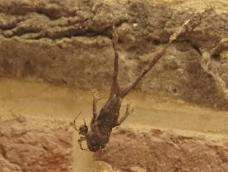 Limburgs spinnetje vangt pad die 200 keer zwaarder is