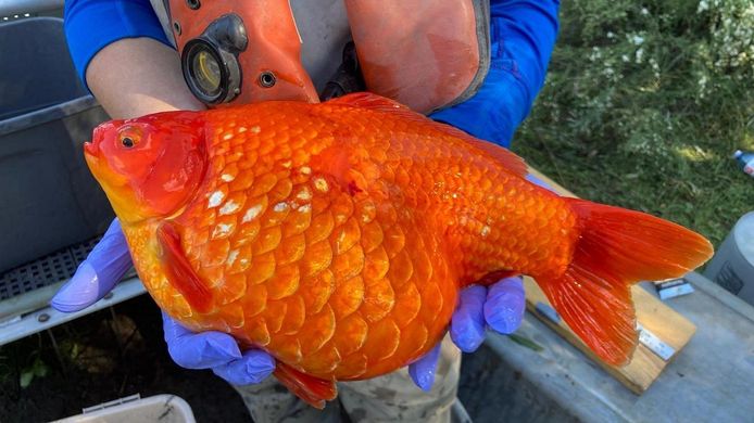 Un poisson rouge géant pêché au Canada