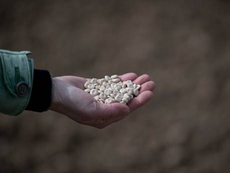 Energierepen, pickles voor in de salade, falafel en kaasachtige spreads: eiwitbom lupine kan het allemaal