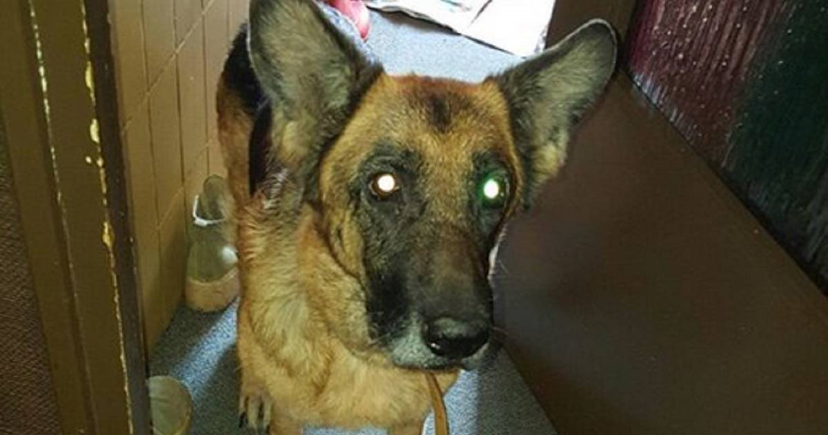 Ouder echtpaar bestolen van spaargeld voor crematie hond Delft AD.nl