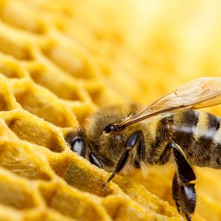 Bijen die het beste tegen de kou kunnen het meest geteld