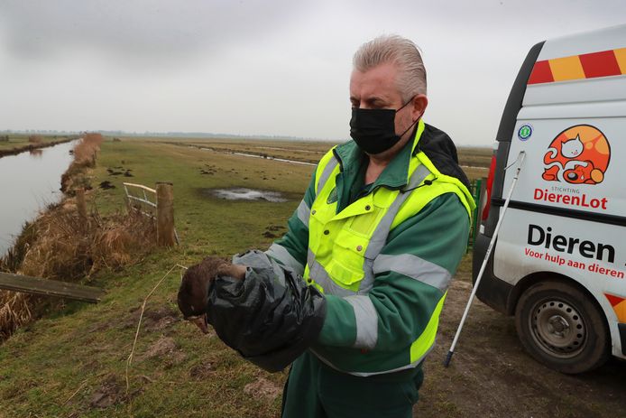 Alfred de Wild van de Dierenambulance haalt in Nijkerk het kadaver van een eend op.
