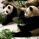 Chinese panda's met vreugde onthaald in Taiwan
