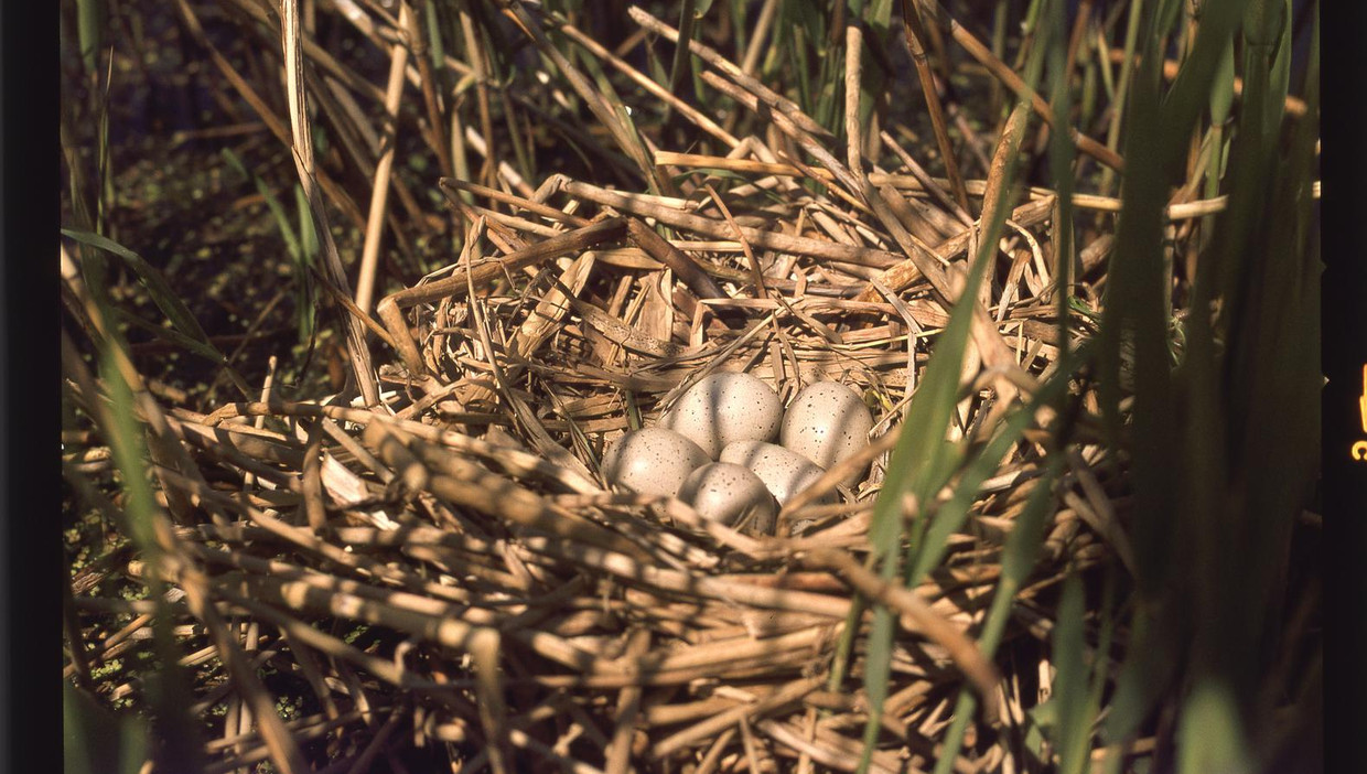 Een meerkoetnest in het riet om Wolkers' poel. Beeld  