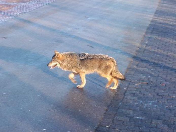Op 13 februari wordt een wolf gespot in Twente.