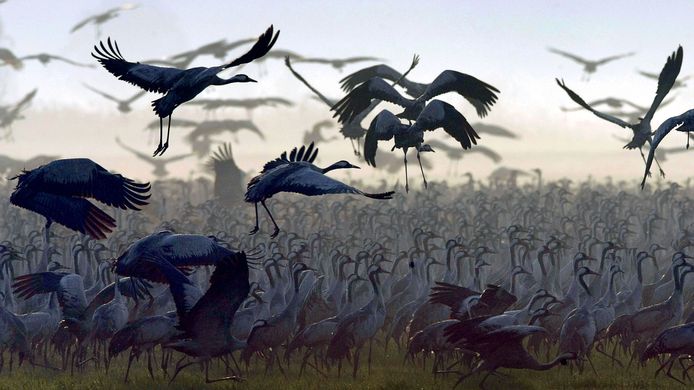 Als ze vliegen, strekken de vogels hun nek en steltpoten waardoor ze langer dan een meter zijn.
