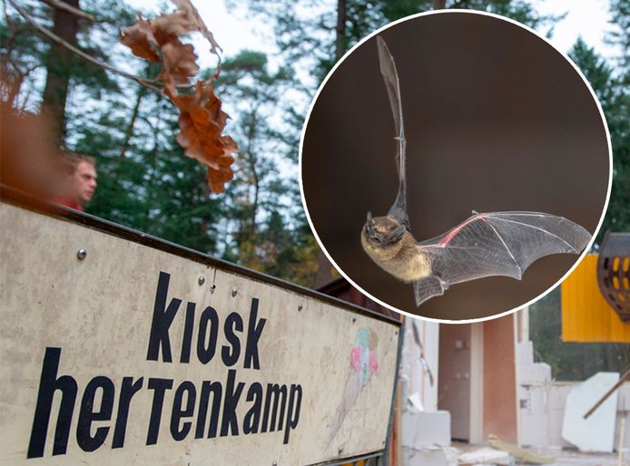 Wat had er gedaan moeten worden met mogelijke vleermuizen bij de sloop van de Kiosk?