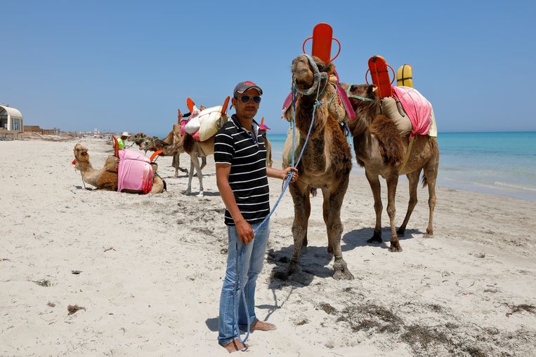 Tunesische kameleneigenaren, die leven van het toerisme, zien opnieuw een zwaar jaar tegemoet. Beeld Lofti El Ghariani