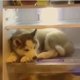 Deze husky zoekt een wel héél aparte plek om af te koelen