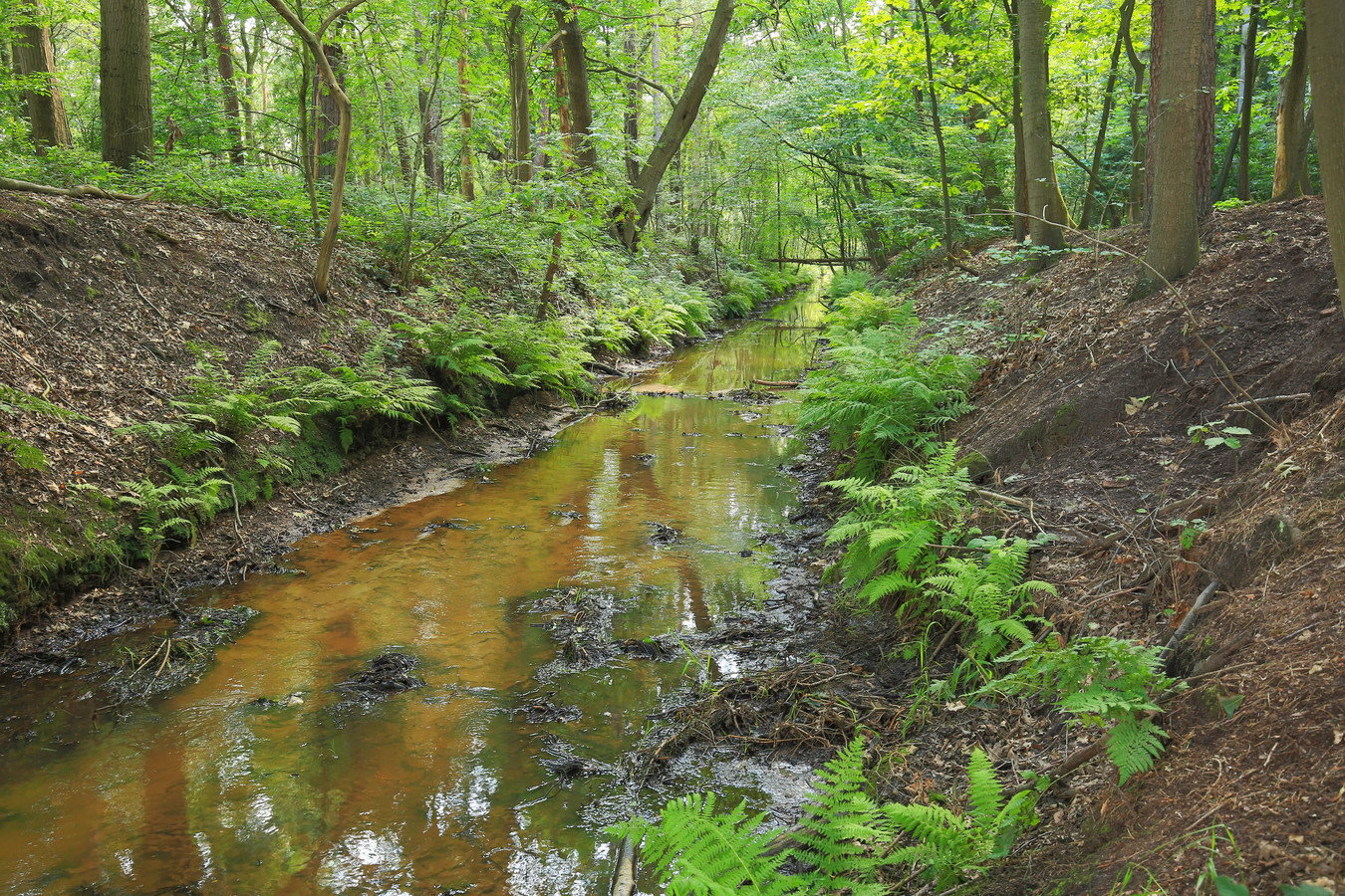 Nieuw leven tussen Effen en Rijsbergen: natuur krijgt een waterimpuls ...