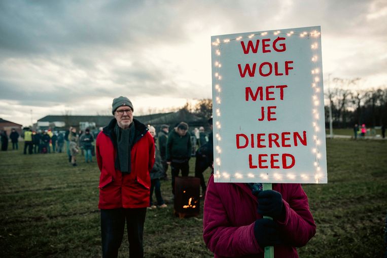 Onlangs werd in het Limburgse Oudsbergen een protestmars georganiseerd tegen de aanwezigheid van de wolf in de streek.  Beeld Karolien Coenen