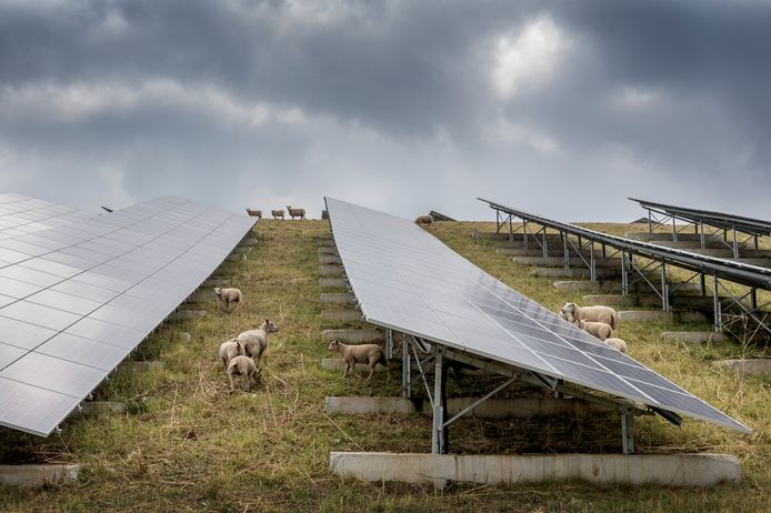 Schapen grazen tussen de zonnepanelen op het zonnepark bij Geldermalsen.