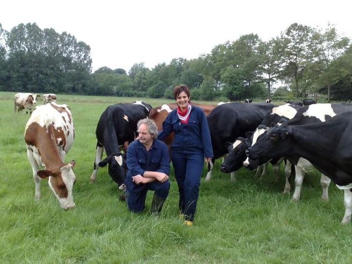 Getuigen bijwoord Verstelbaar Knuffelen met koeien in de wei in Bekveld | Achterhoek | gelderlander.nl
