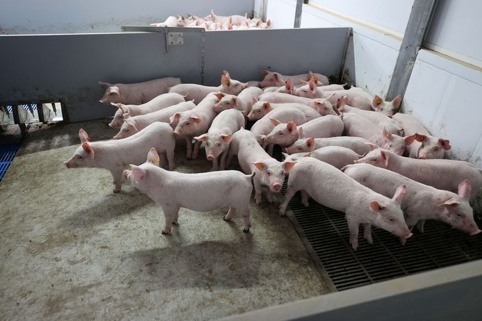 Varkensstallen zorgen voor uitstoot van stikstof, die neerslaat in nabijgelegen natuurgebieden.