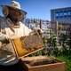 Bijen uit de gevarenzone halen? Maak van kale industrieterreinen een bijenoase