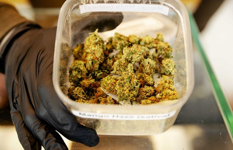 Wiet in coffeeshop Cremers.  Beeld ANP