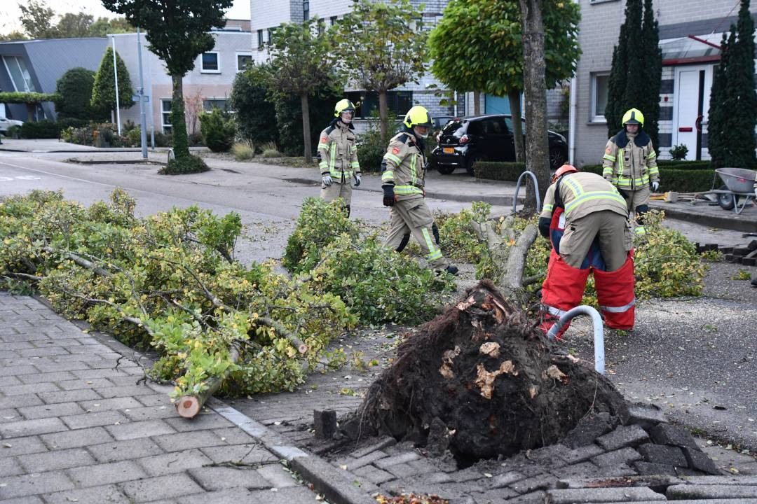 Aan de Rozenburglaan in Vlissingen trok de wind deze boom met wortels en al tegen de vlakte.