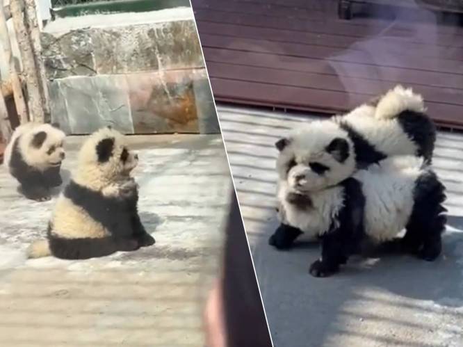 Chinese zoo verft honden als panda's