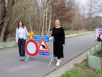 Paddentrek komt op gang: “Helaas sterven heel wat dieren onder de wielen van voertuigen.”