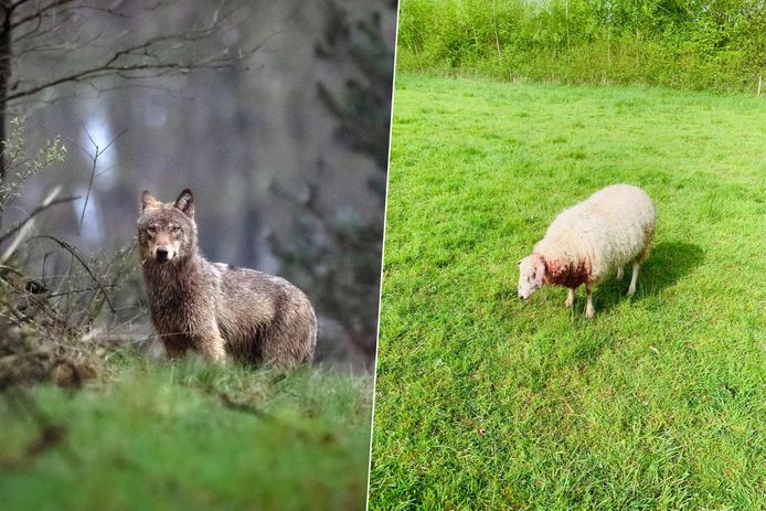 Heeft wolf 18 schapen gedood in en om Hasselt? “Die bijtwonden... Het ...