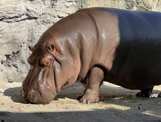 Mannelijk nijlpaard in Japanse dierentuin blijkt na 7 jaar vrouwtje te zijn