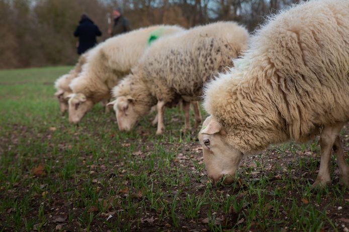 Foto ter illustratie - dit zijn niet de schapen van de verdachte veehandelaar.