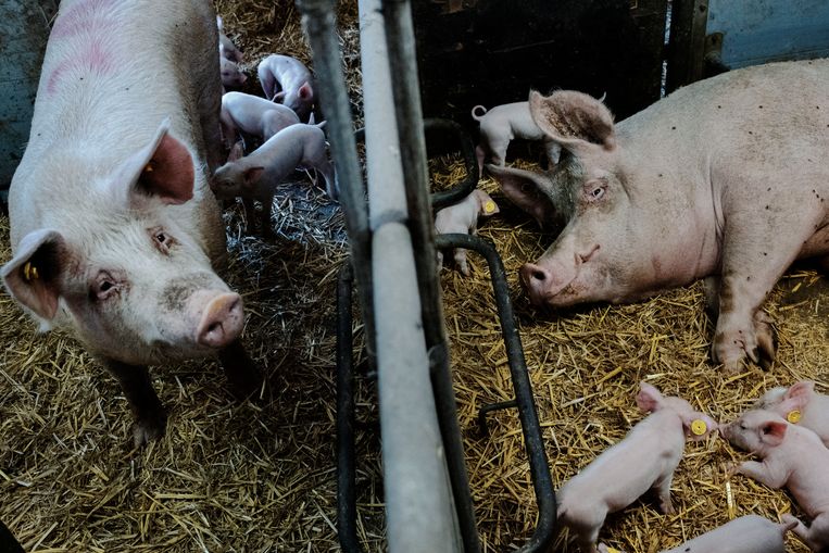 Toch weer uitstel? Twijfel over innovatieve stal brengt Brabant in een lastig stikstofparket - Trouw